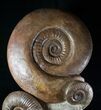 Huge Hammatoceras Ammonite Sculpture #7639-1